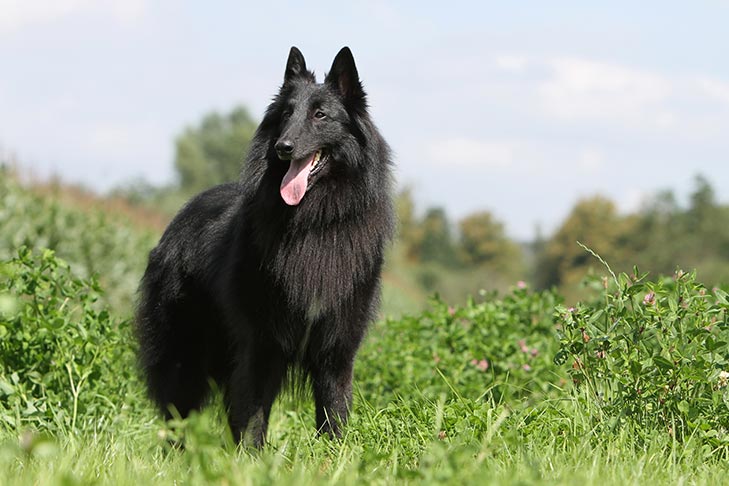 تصویر بلژین شیپ داگ (Belgian Sheepdog)